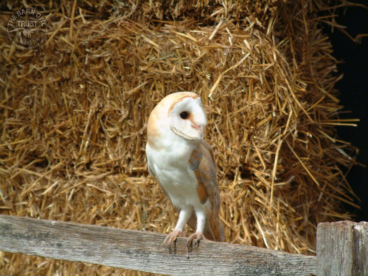 A barn owl stretching its wings in the new morning light