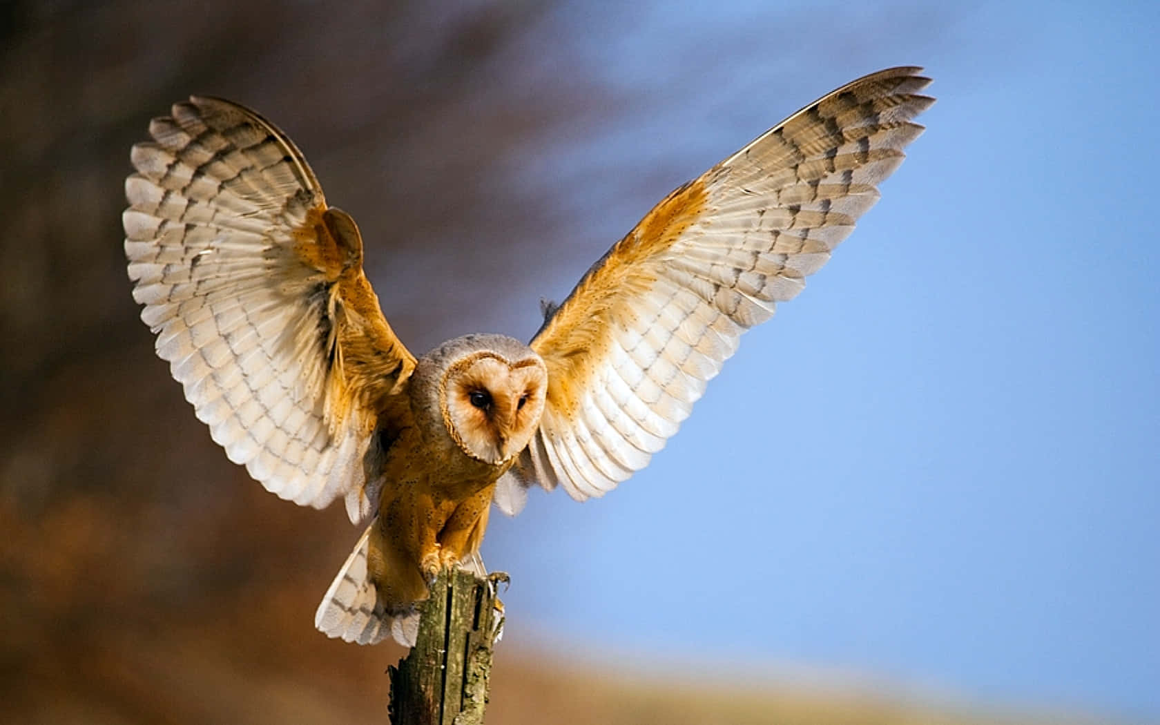 A majestic barn owl looks over the forest