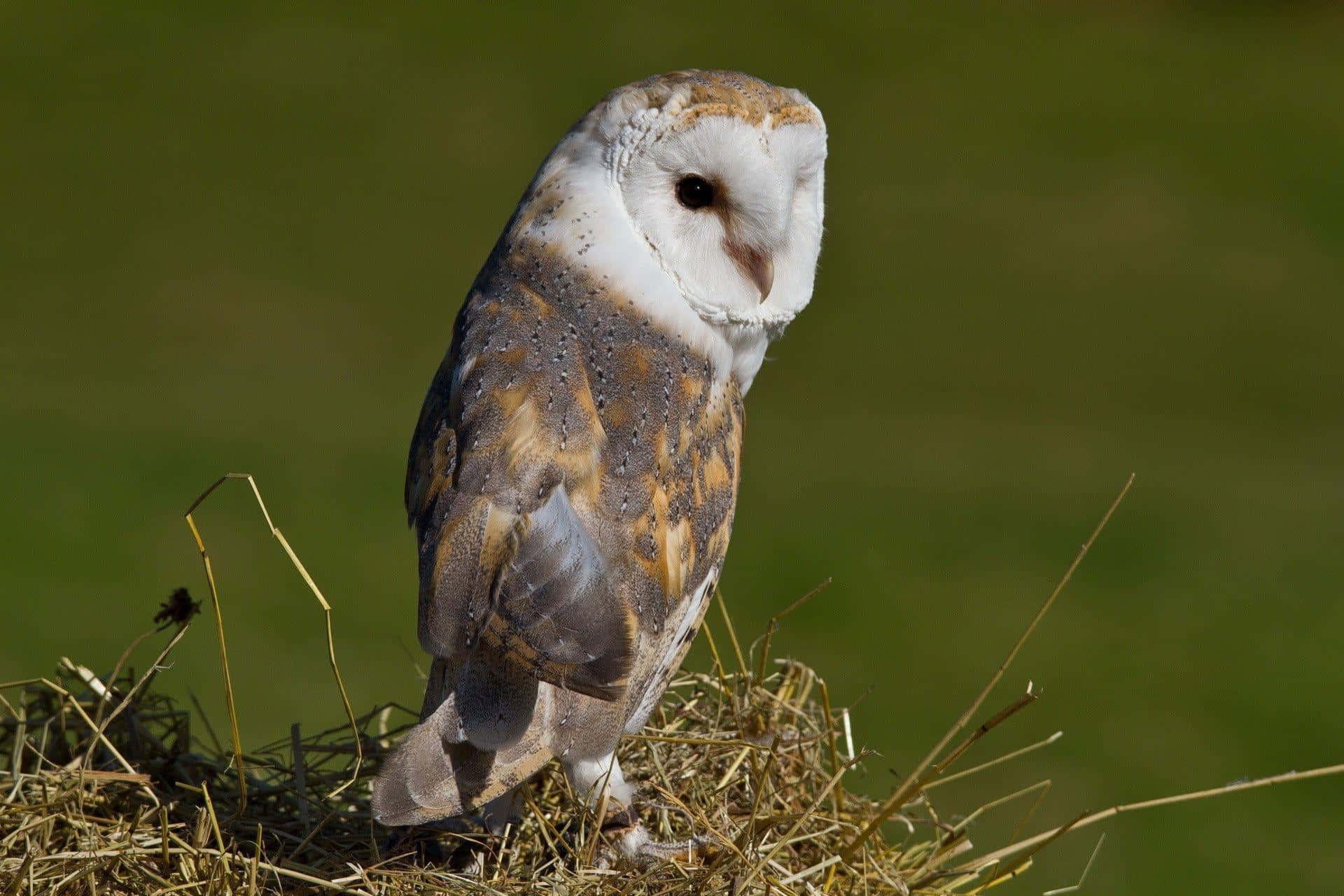 A Closeup of a Barn Owl