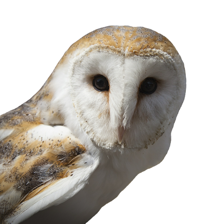 Barn Owl Portrait PNG