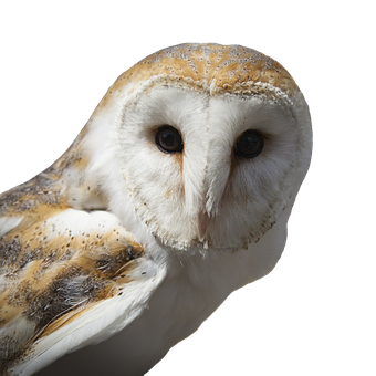 Barn Owl Portrait Black Background PNG