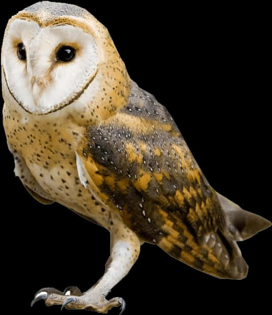 Barn Owl Portrait PNG