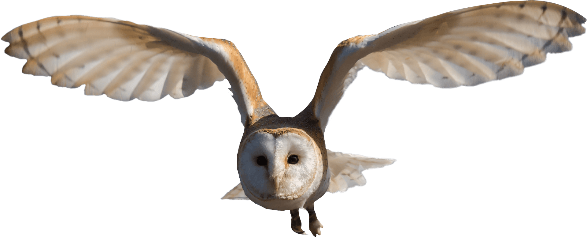 Barn Owlin Flight PNG