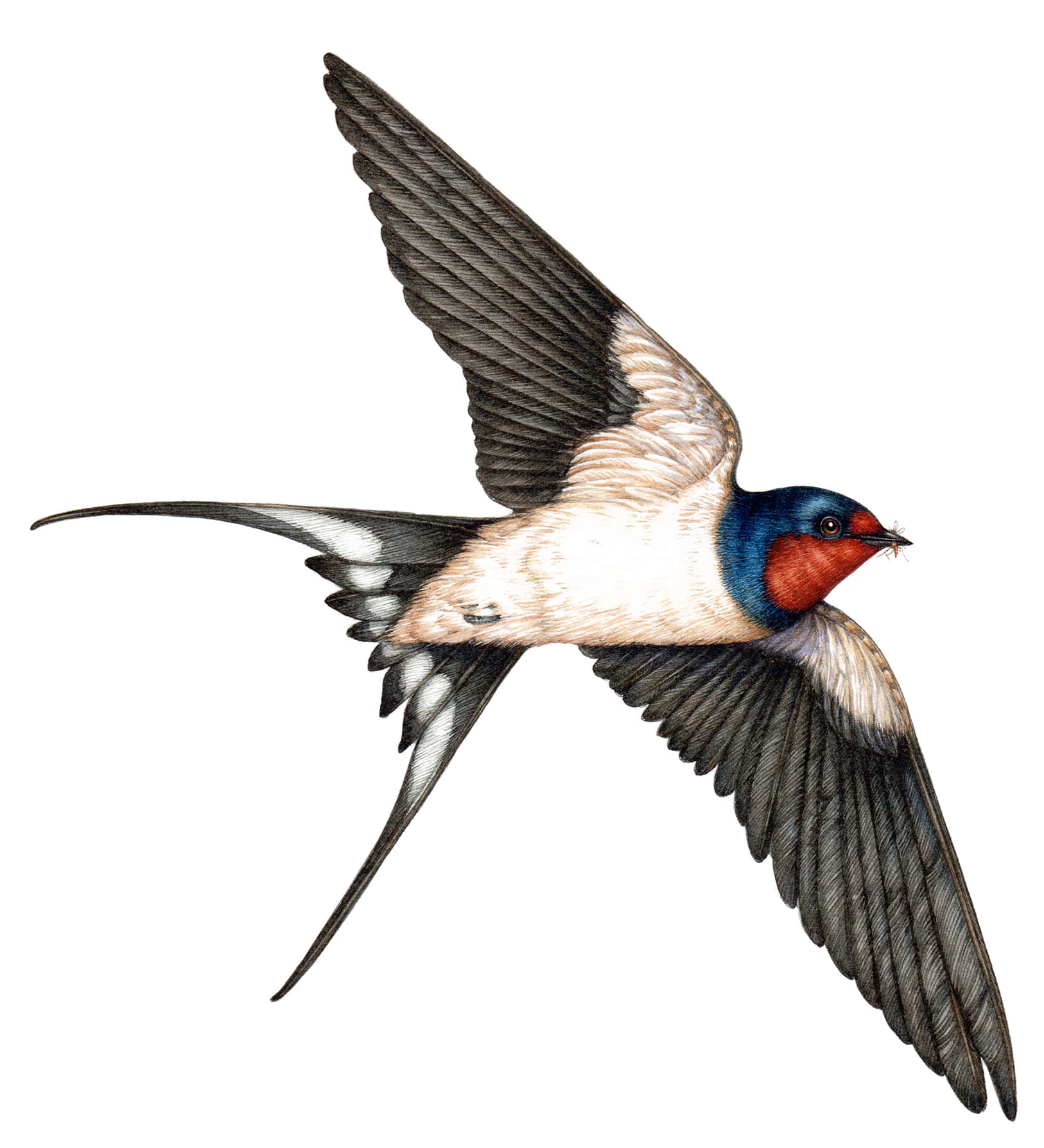 Barn Swallow In Flight Wallpaper