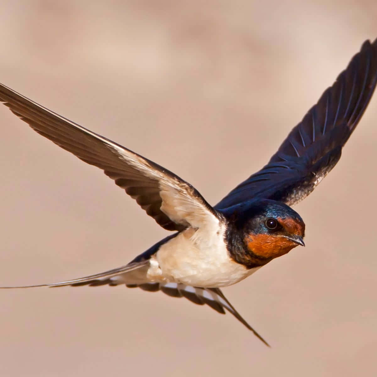 Barn Swallow In Flight.jpg Wallpaper