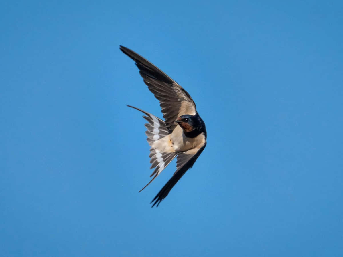 Barn Swallow In Flight.jpg Wallpaper