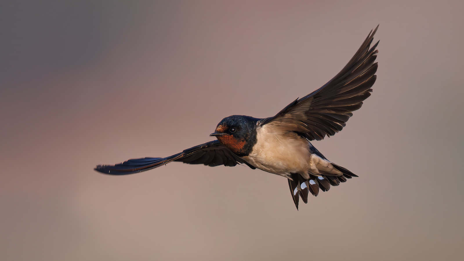 Barn Swallow In Flight.jpg Wallpaper