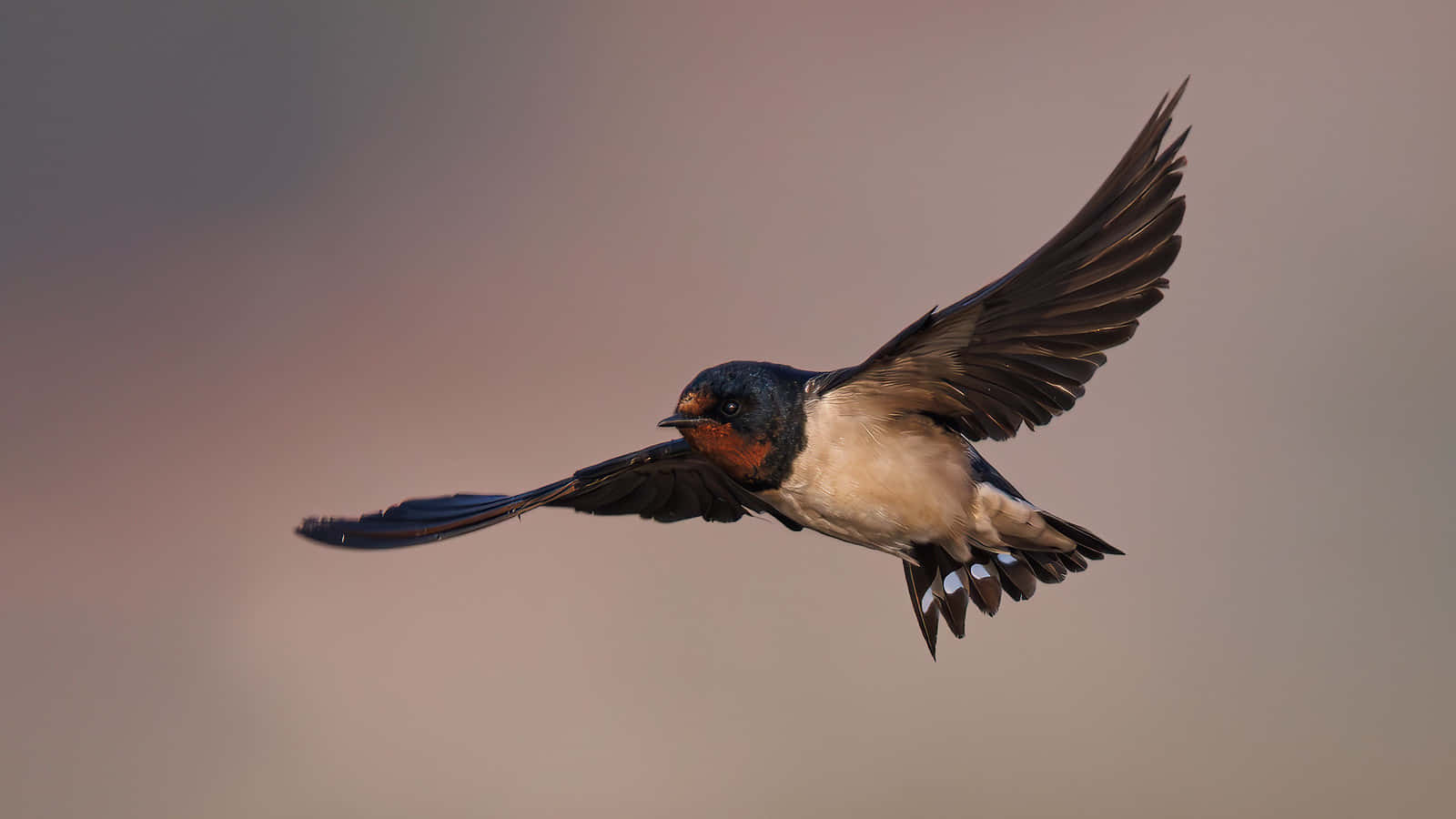 Barn Swallow In Flight Wallpaper
