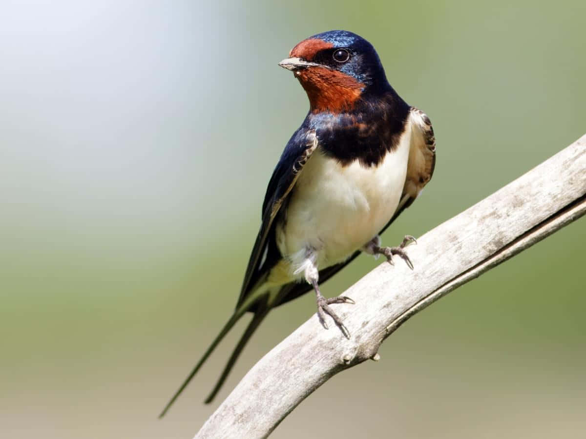 Barn Swallow Perchedon Branch Wallpaper
