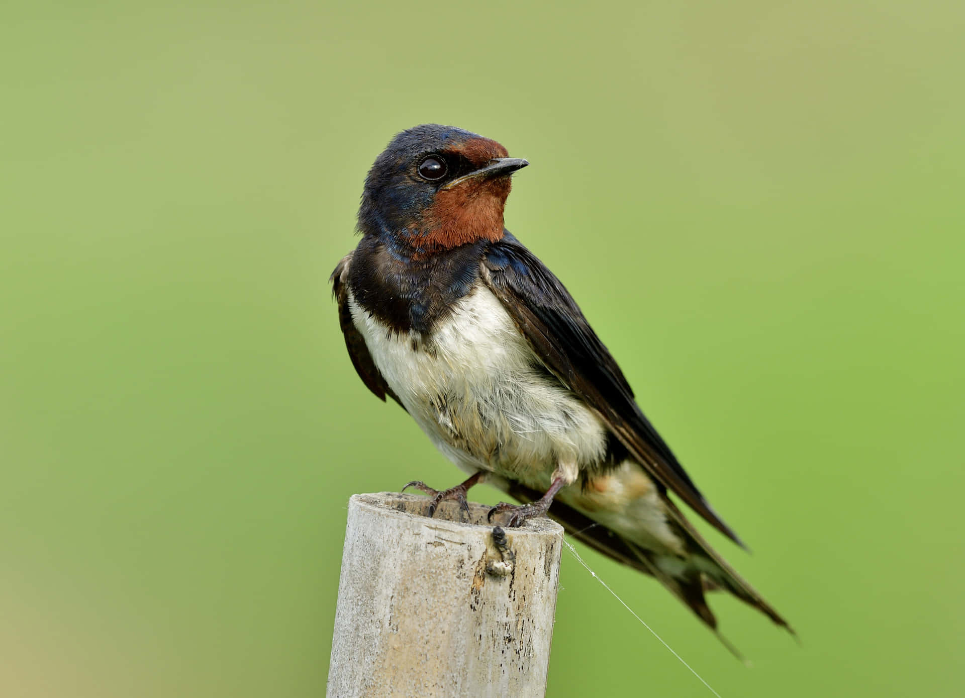 Barn Swallow Perchedon Post Wallpaper