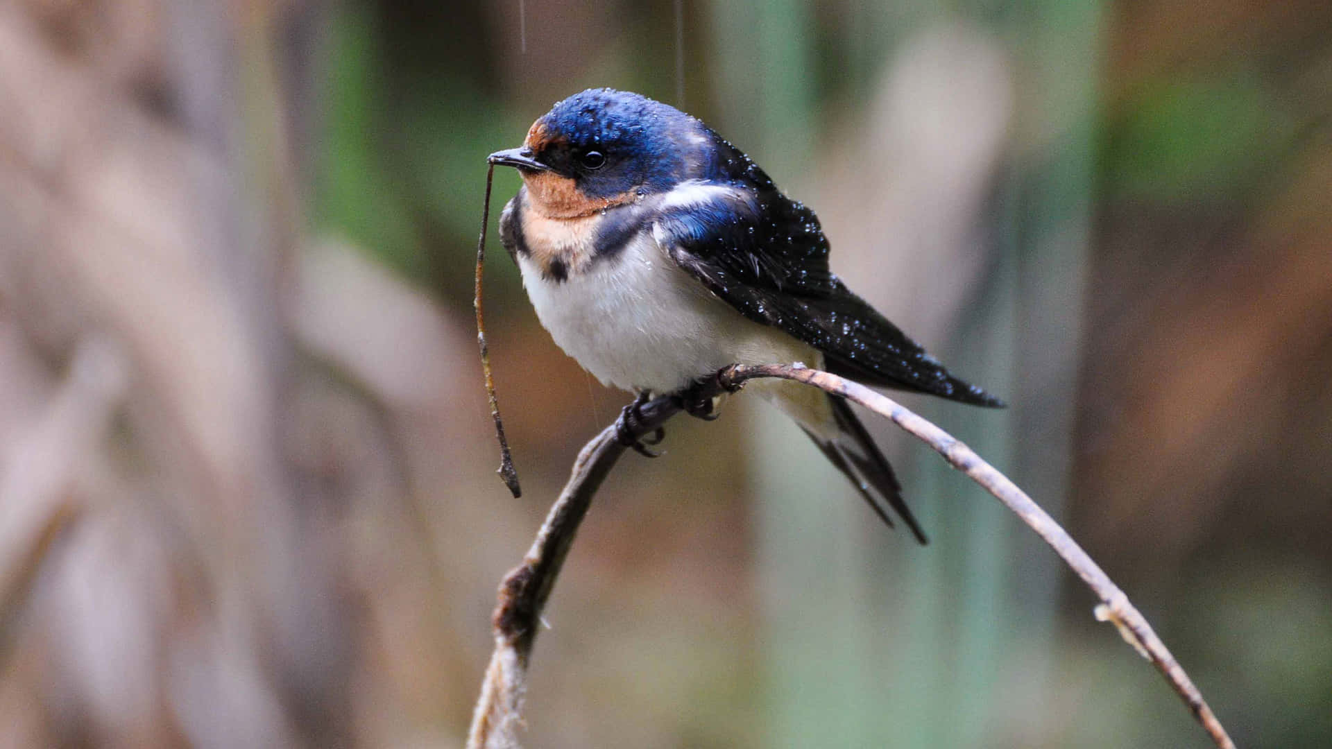 Barn Swallow Restingon Branch.jpg Wallpaper