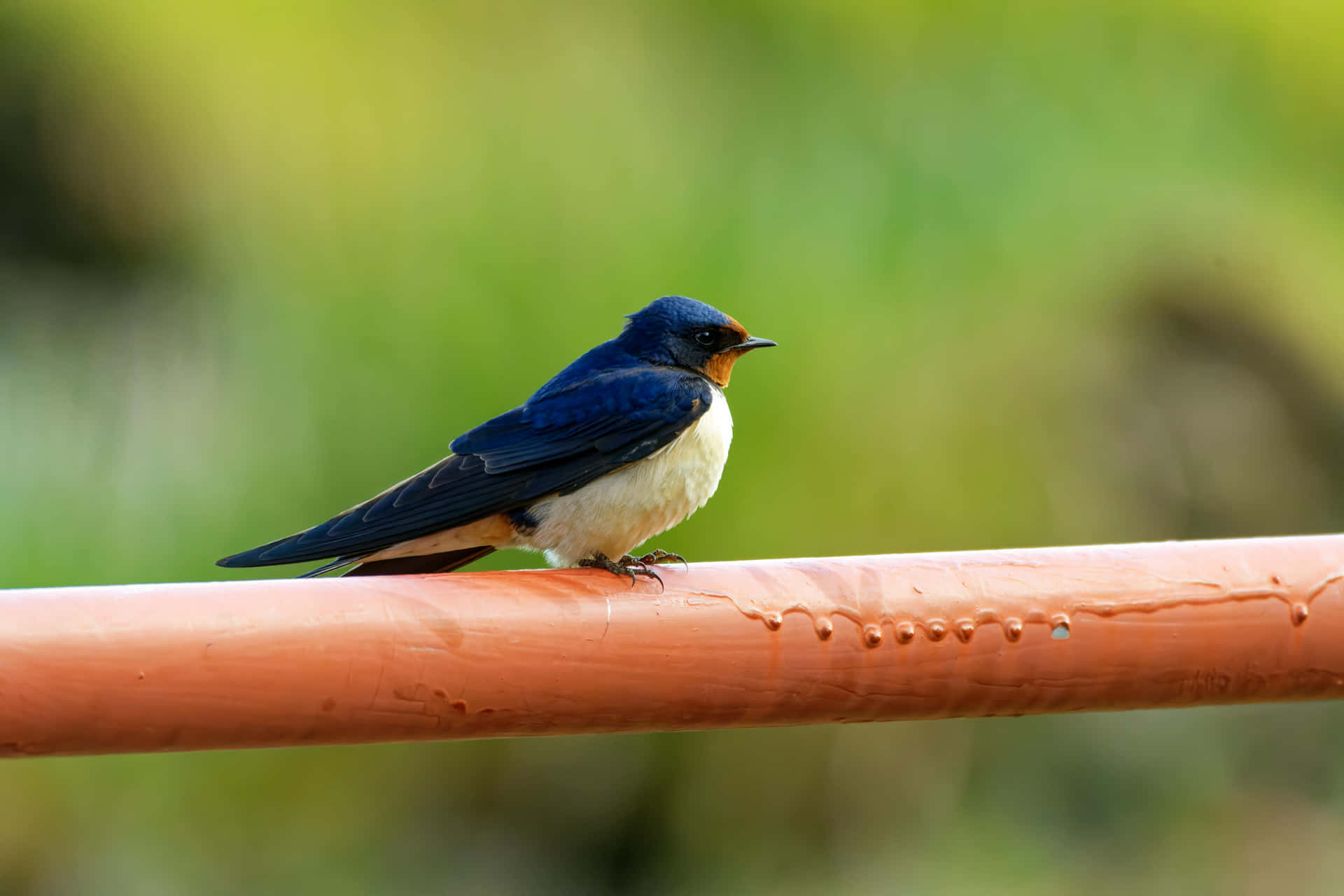 Barn Swallow Restingon Pipe Wallpaper