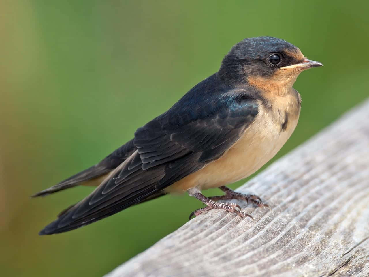 Barn Swallow Restingon Wooden Plank Wallpaper