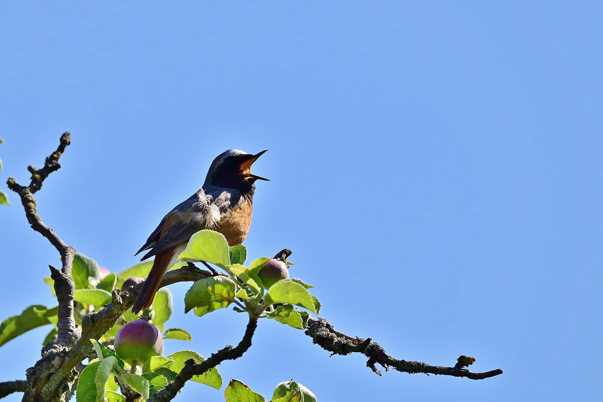 Barn Swallow Singingon Apple Tree Wallpaper