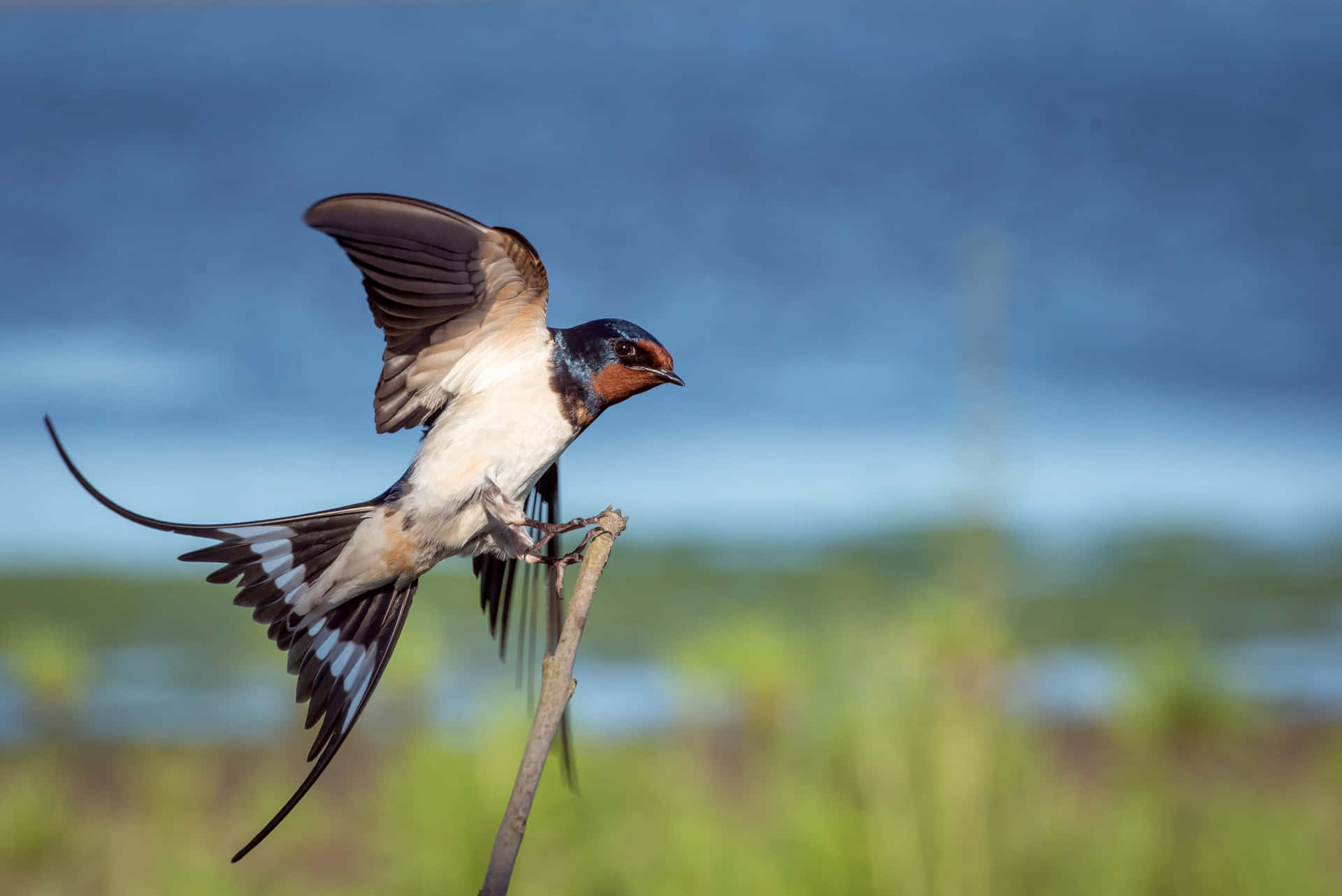 Barn Swallow Spread Wings Wallpaper