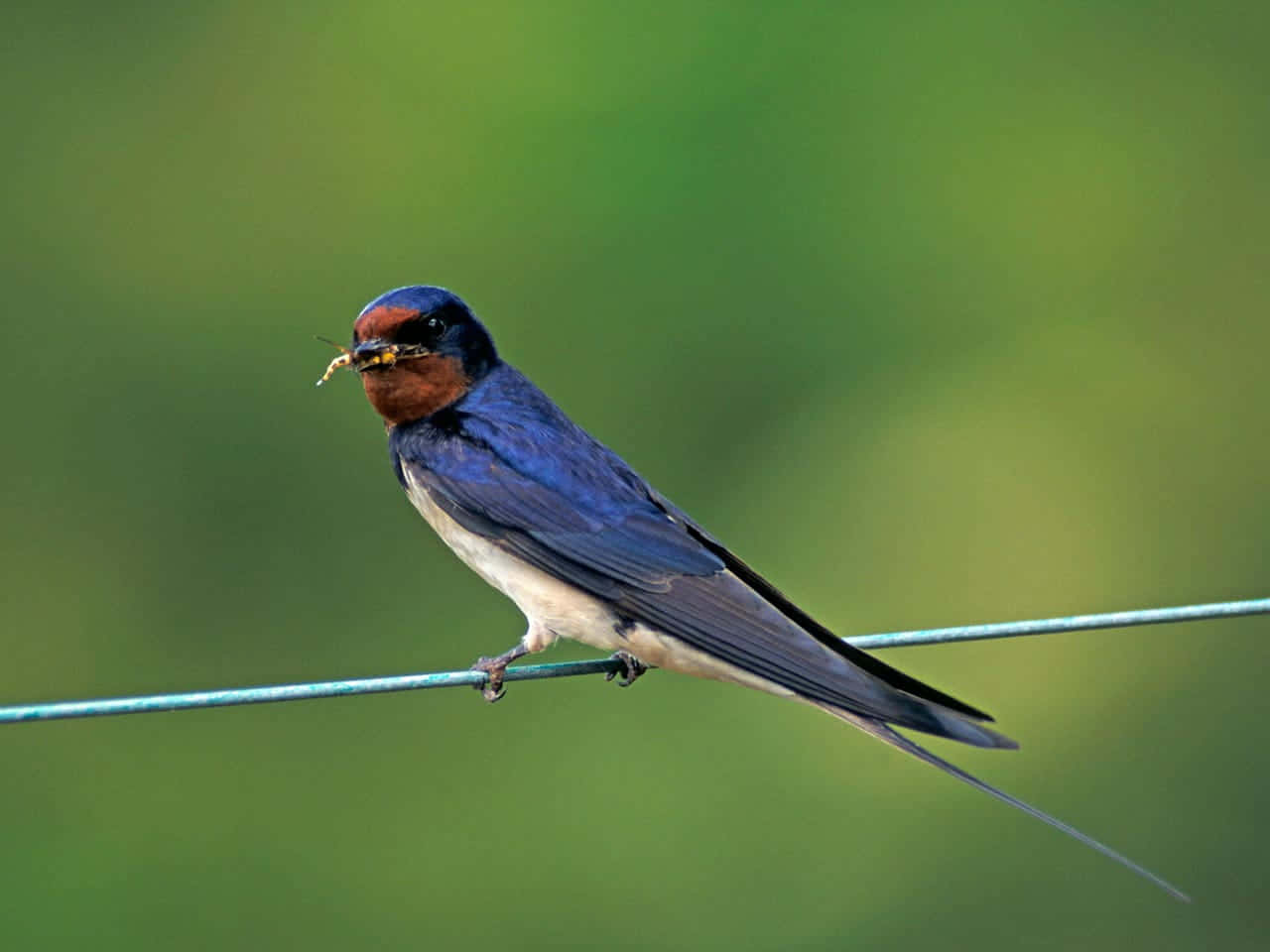 Barn Swallow With Insect Wallpaper