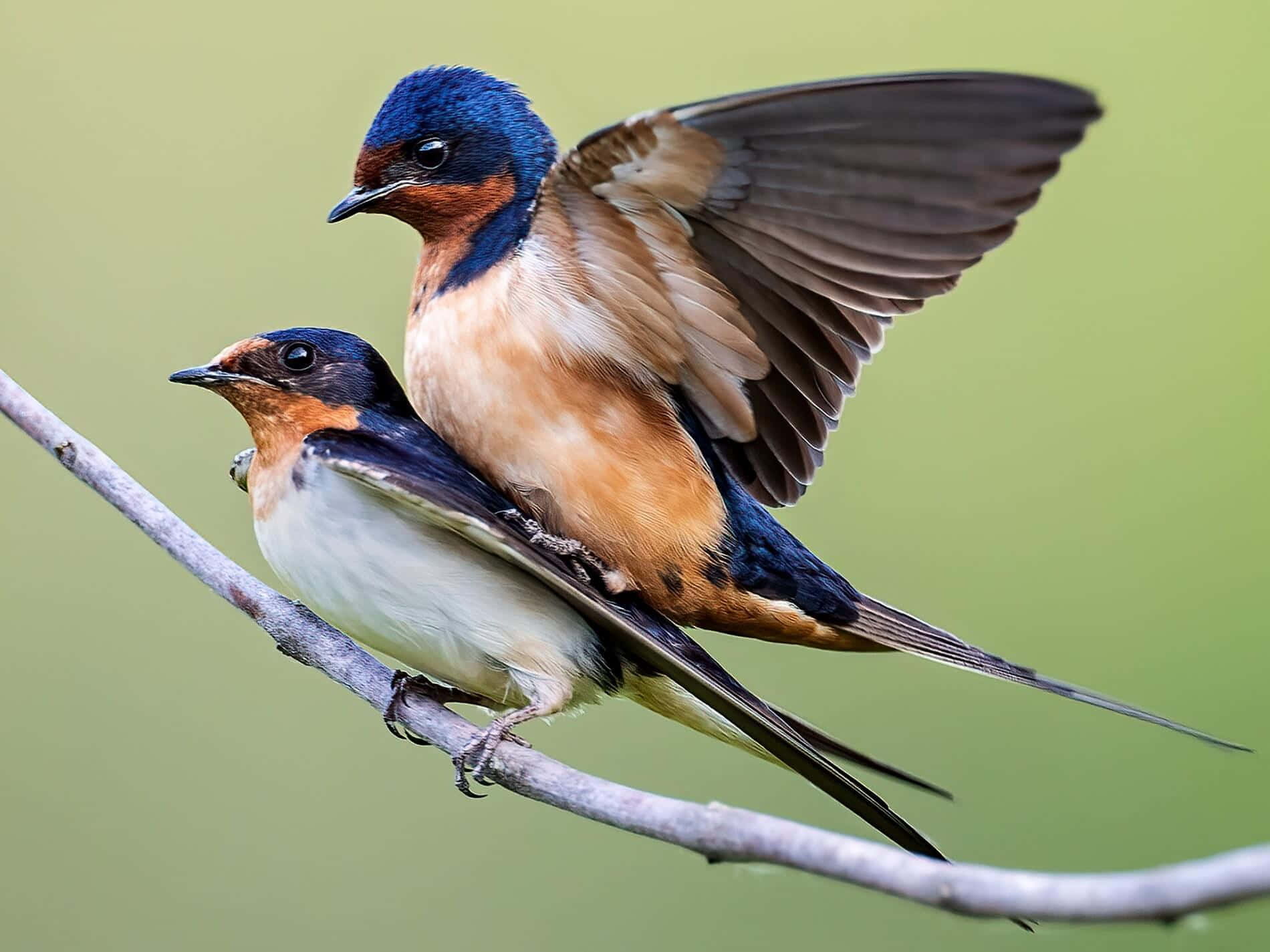 Barn Swallows Perchedon Branch Wallpaper