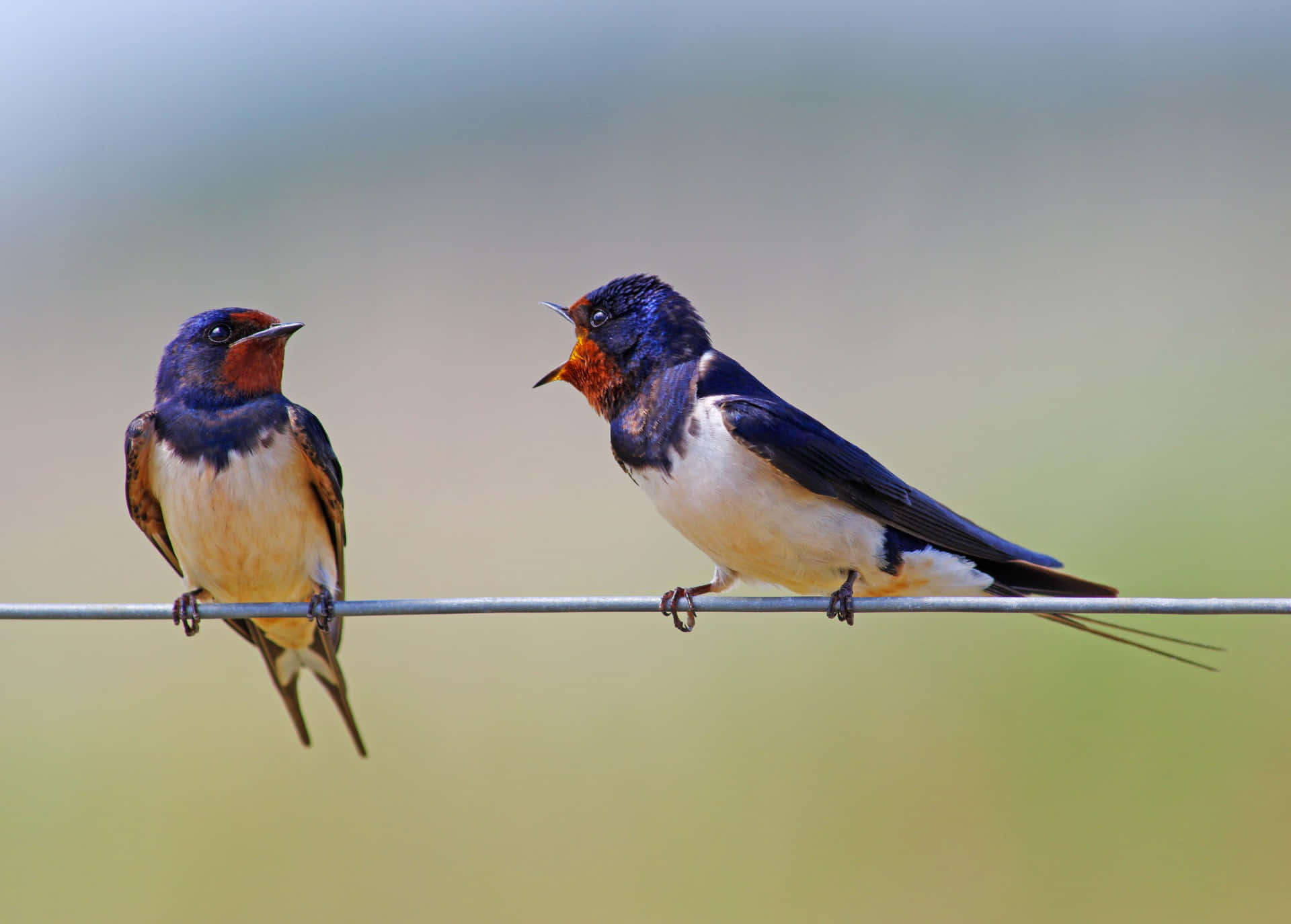 Barn Swallows Perchedon Wire Wallpaper