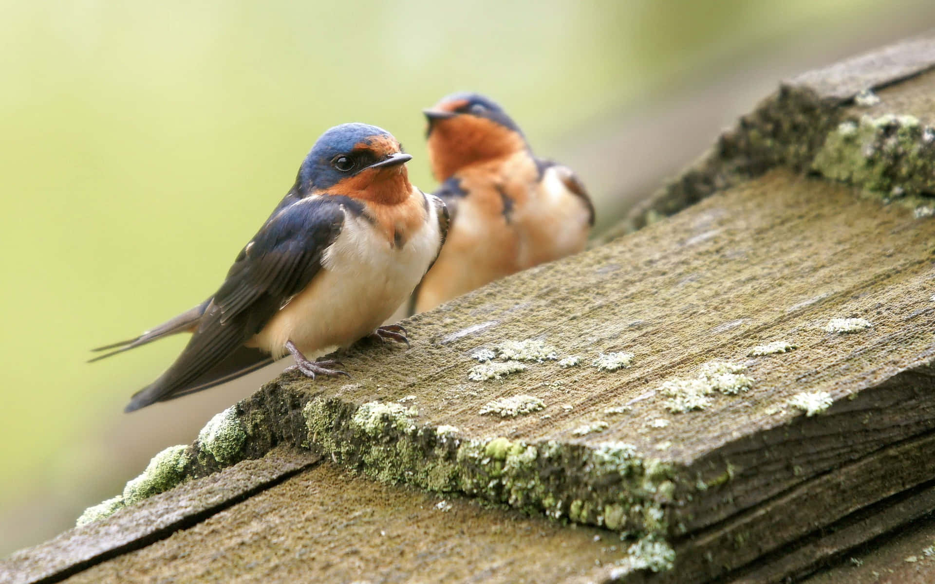 Barn_ Swallows_ Resting_on_ Wooden_ Plank Wallpaper