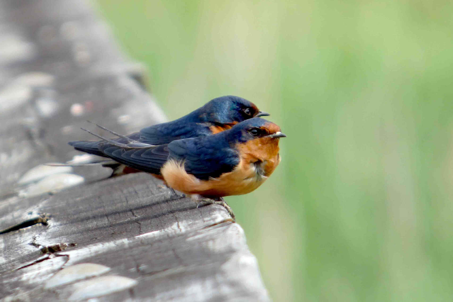 Barn Swallows Restingon Wooden Beam Wallpaper