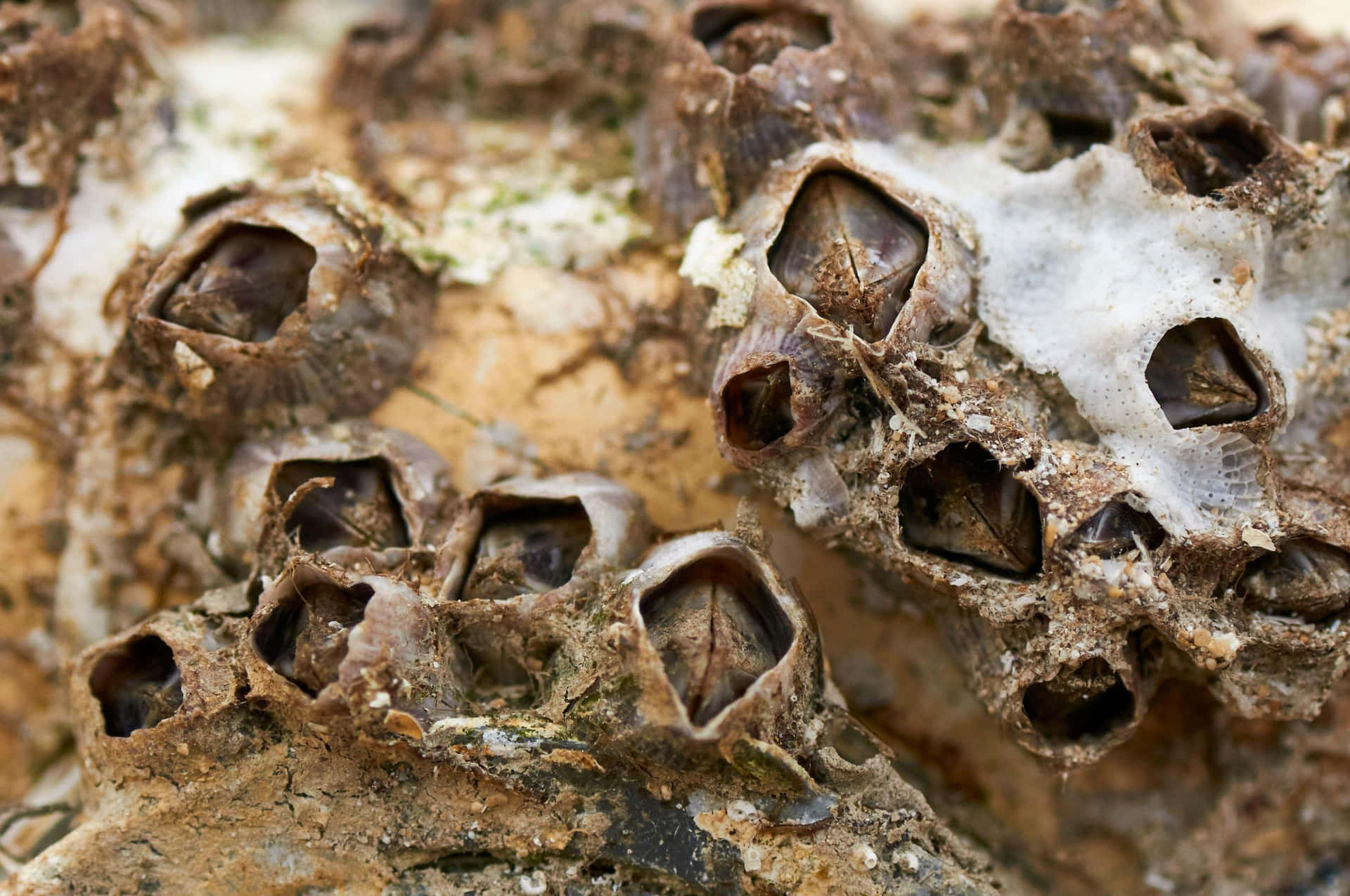 Barnacle Cluster Closeup Wallpaper