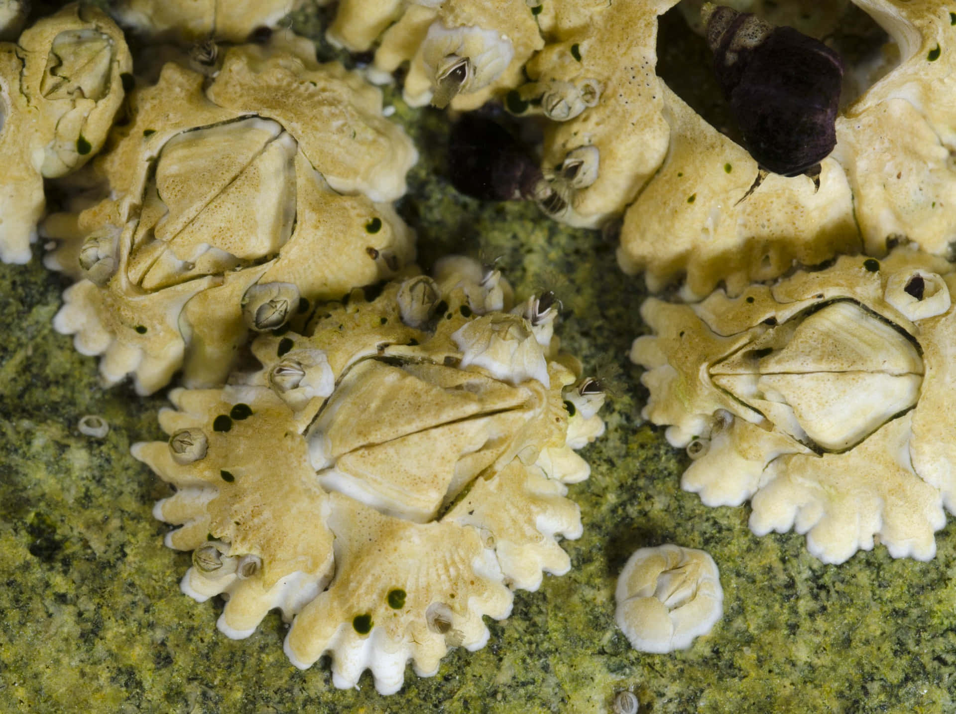 Barnacle Colony Closeup Wallpaper