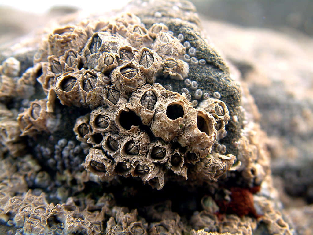 Barnacle Colony Closeup Wallpaper