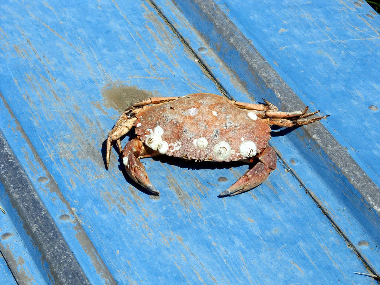 Barnacle Encrusted Crabon Blue Background.jpg Wallpaper