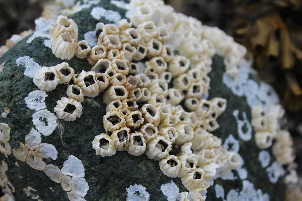 Barnacle Encrusted Rock Wallpaper