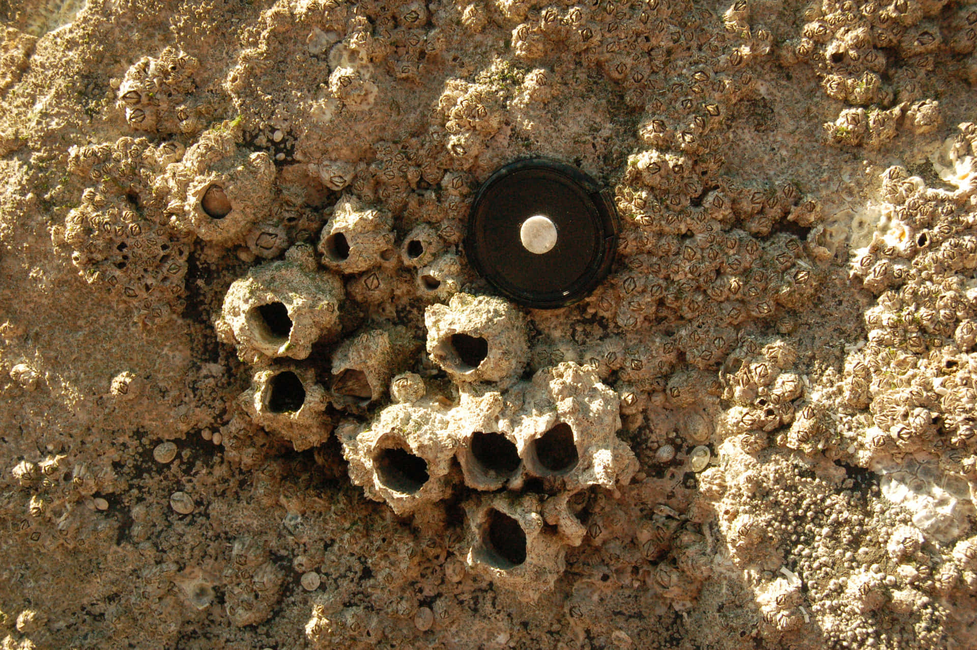 Barnacle Encrusted Surface Wallpaper