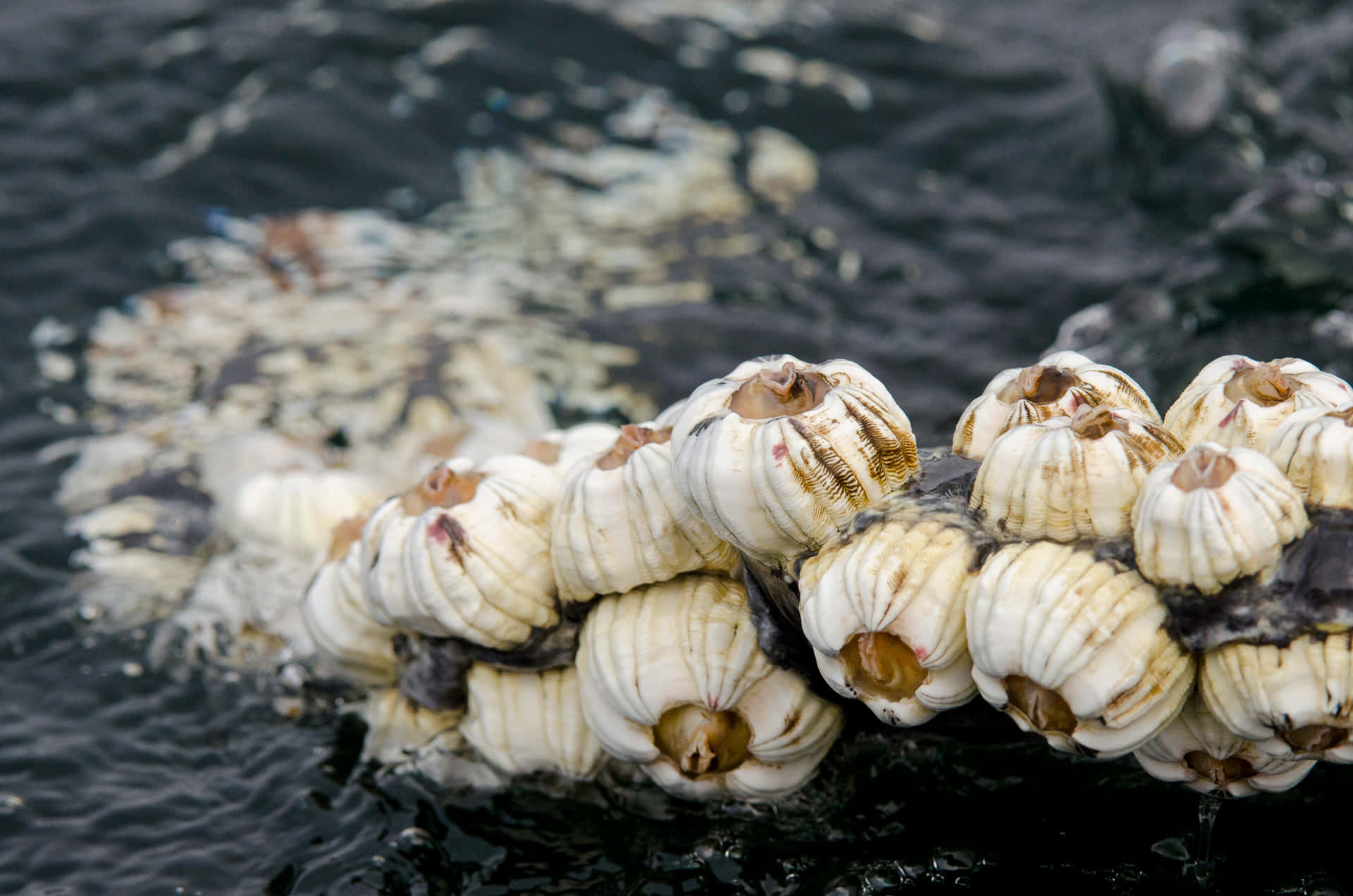 Barnacles Clusteredon Rocky Shore.jpg Wallpaper