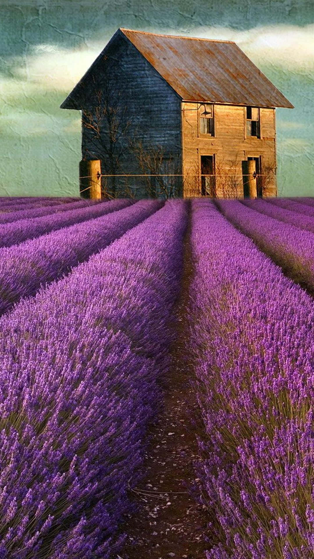 Barnhouse On A Lavender Field Wallpaper