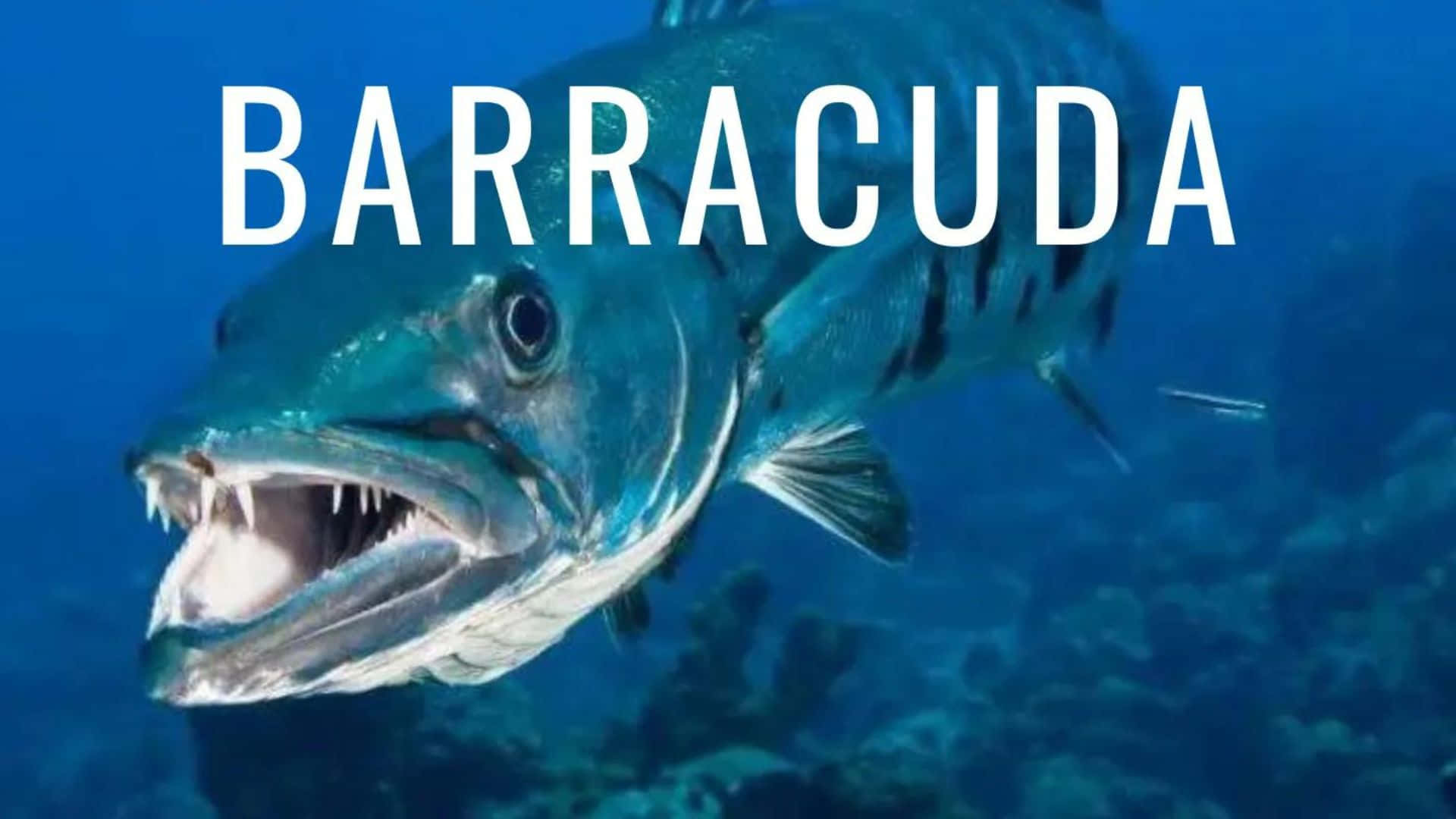 Barracuda Fisk Under Vann Bakgrunnsbildet