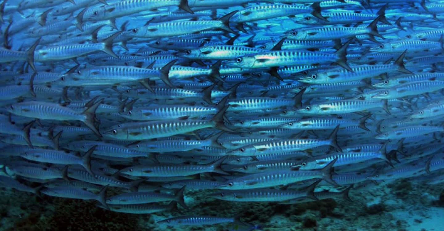 Barracuda Fish Underwater Wallpaper