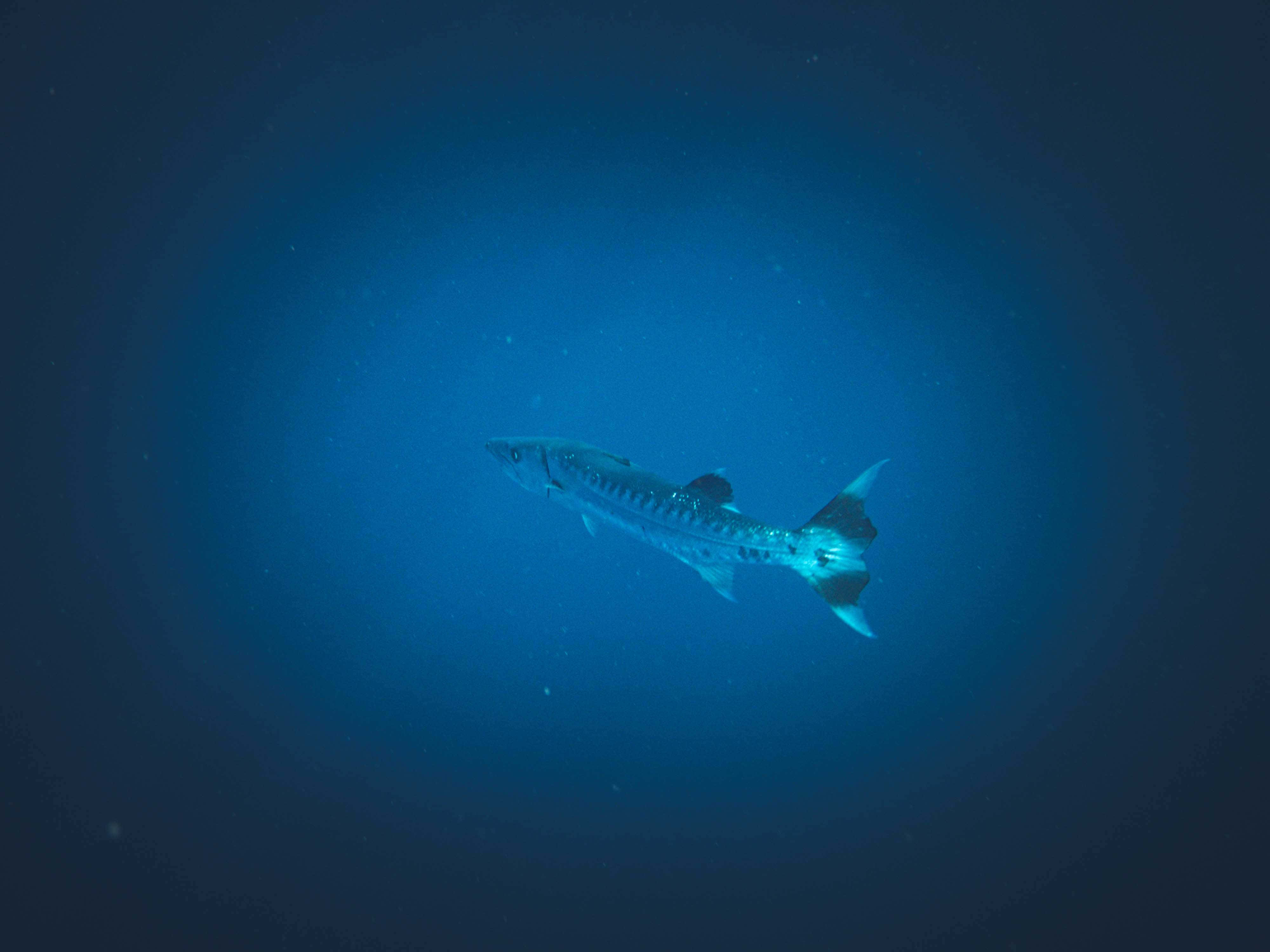 Barracuda In Ocean Depths Wallpaper