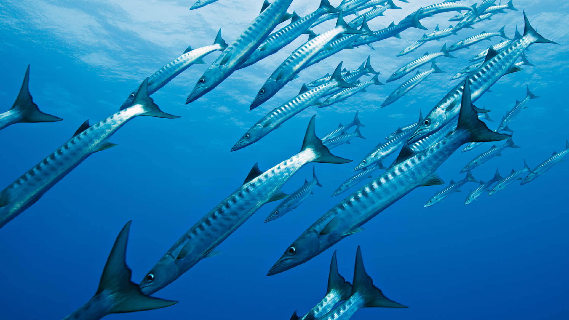 Barracuda Soaring Through Clear Blue Waters Wallpaper