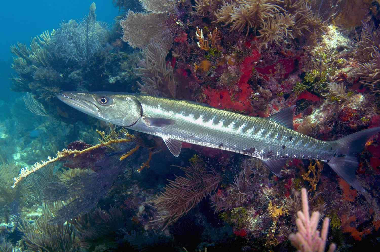 Barracuda Svømmer Korallrev Bakgrunnsbildet