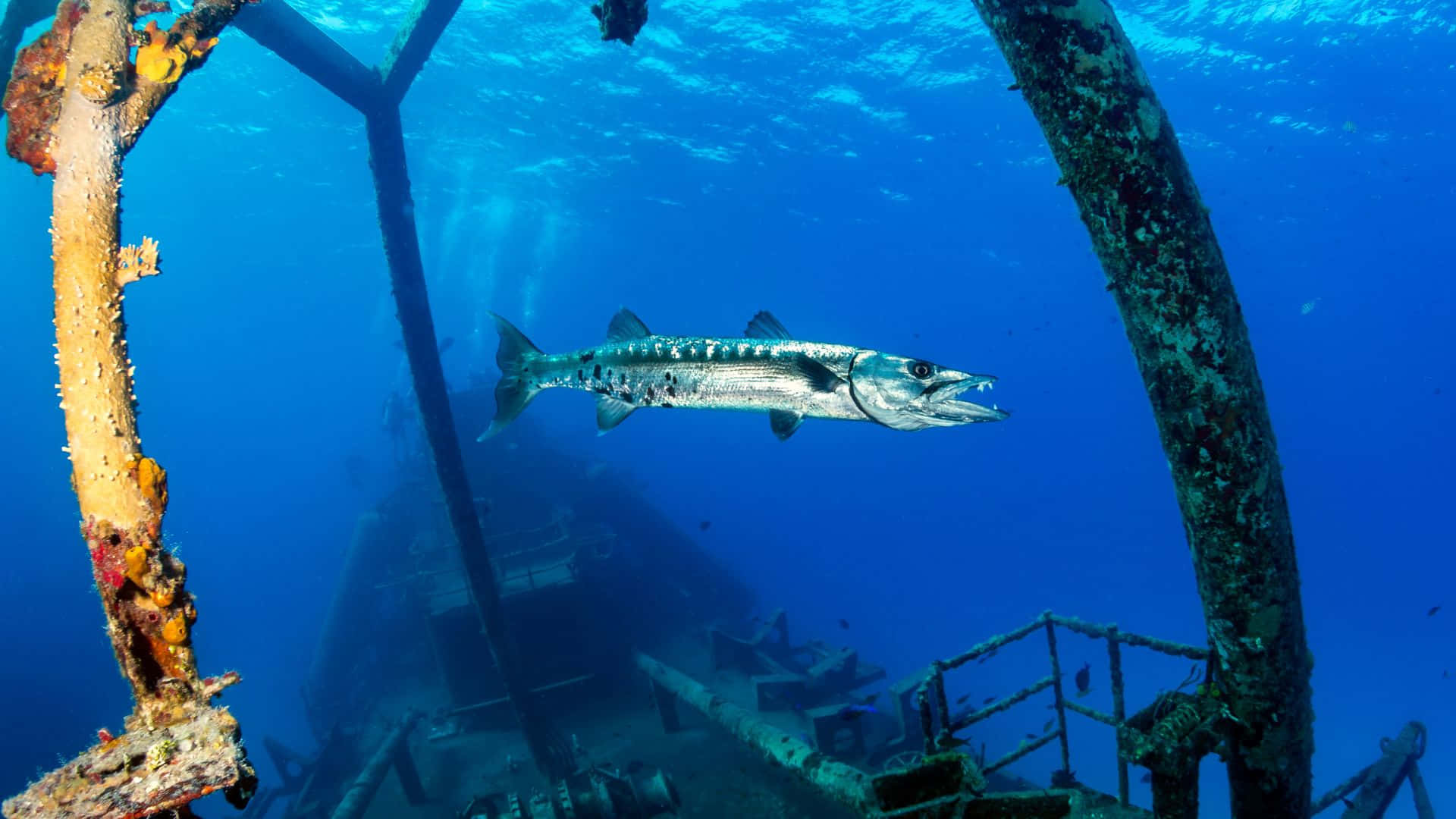 Barracuda Svømmer Nær Skipvrak Bakgrunnsbildet