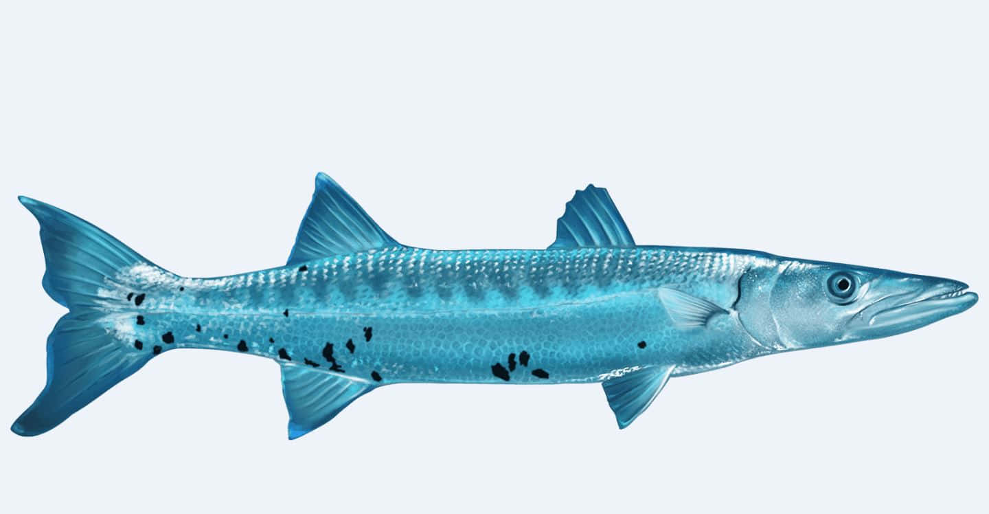 Barracuda Swimming Underwater Wallpaper