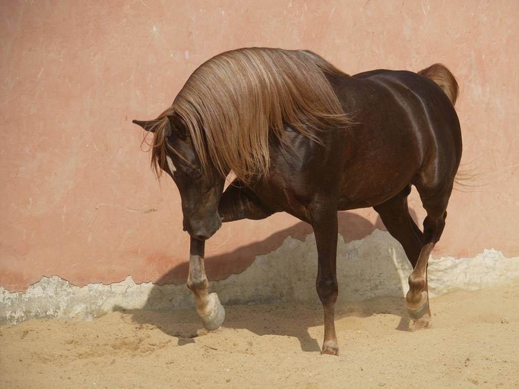 A Horse Is Walking Wallpaper
