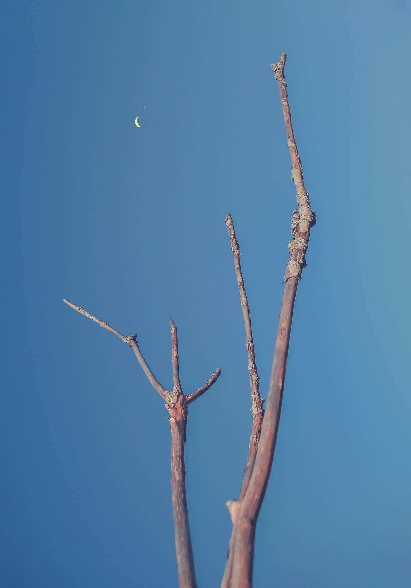 Barren Tree Pointing At Crescent Moon Wallpaper