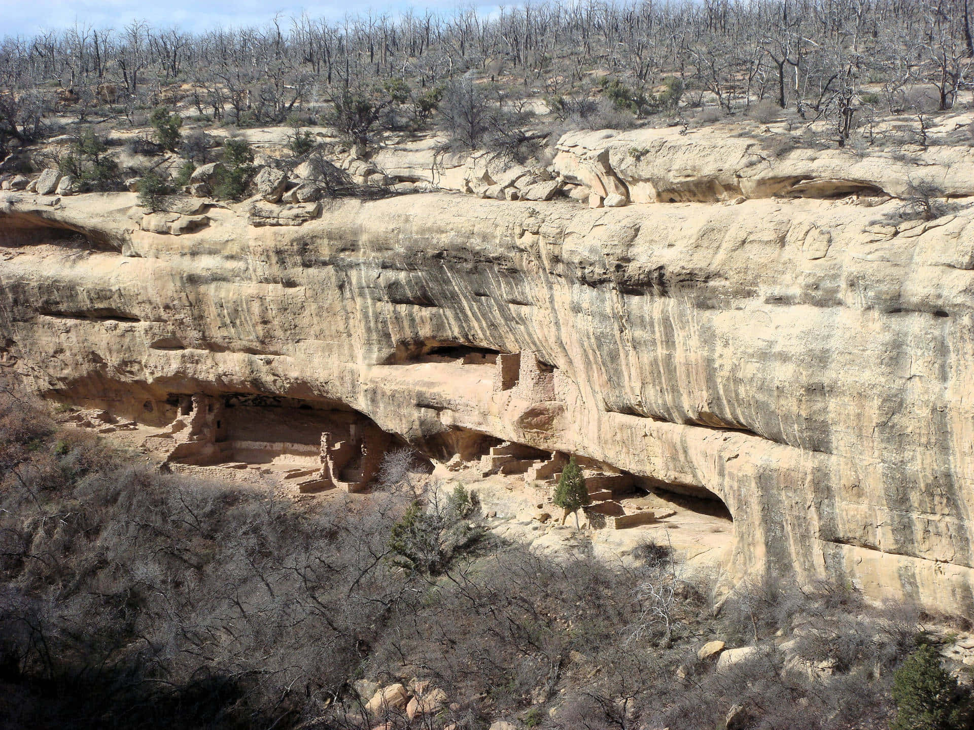 Barren Trees Above Mesa Verde National Park Wallpaper
