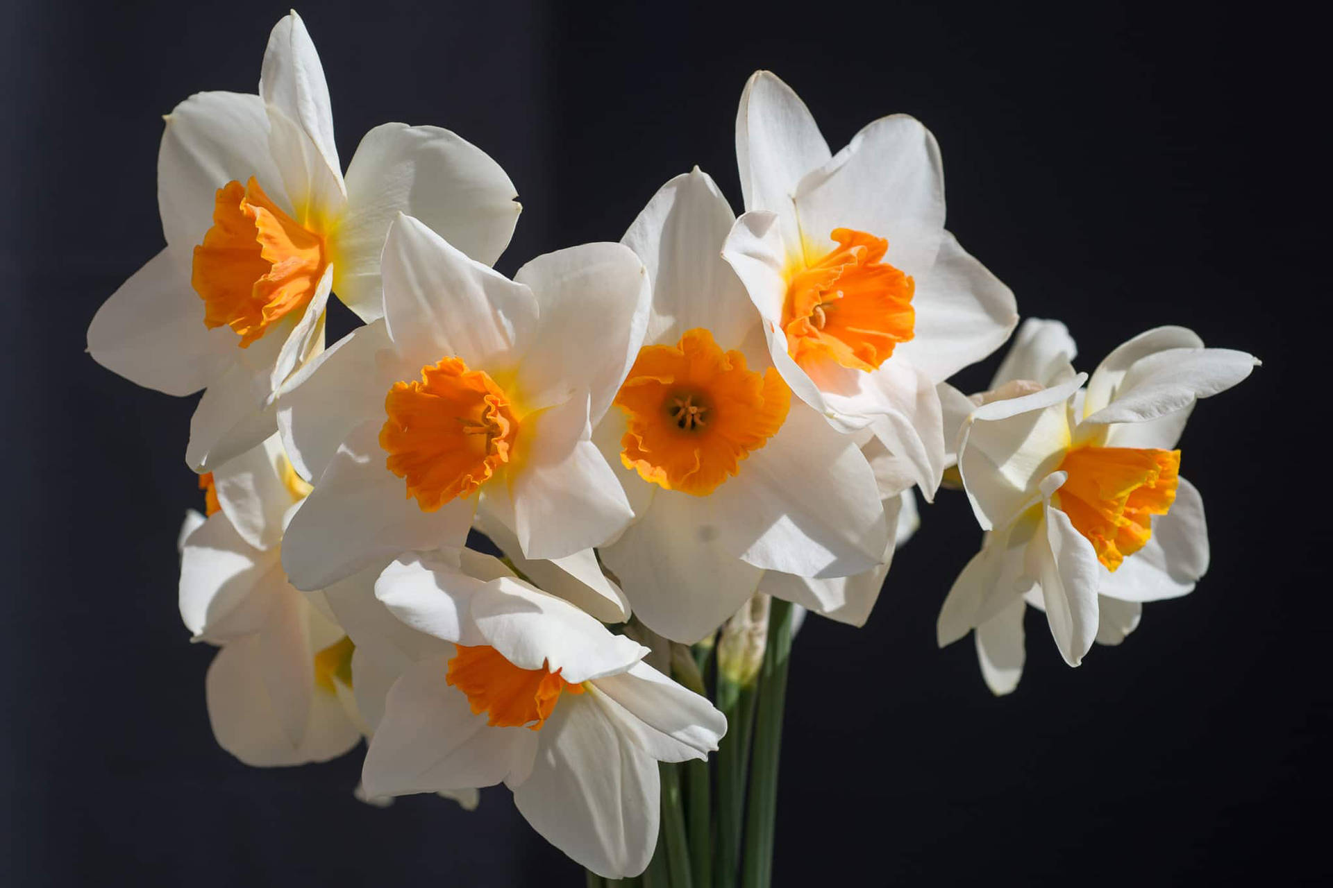 Barrett Browning Narcissus Flower