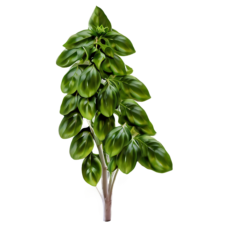 Basil B PNG