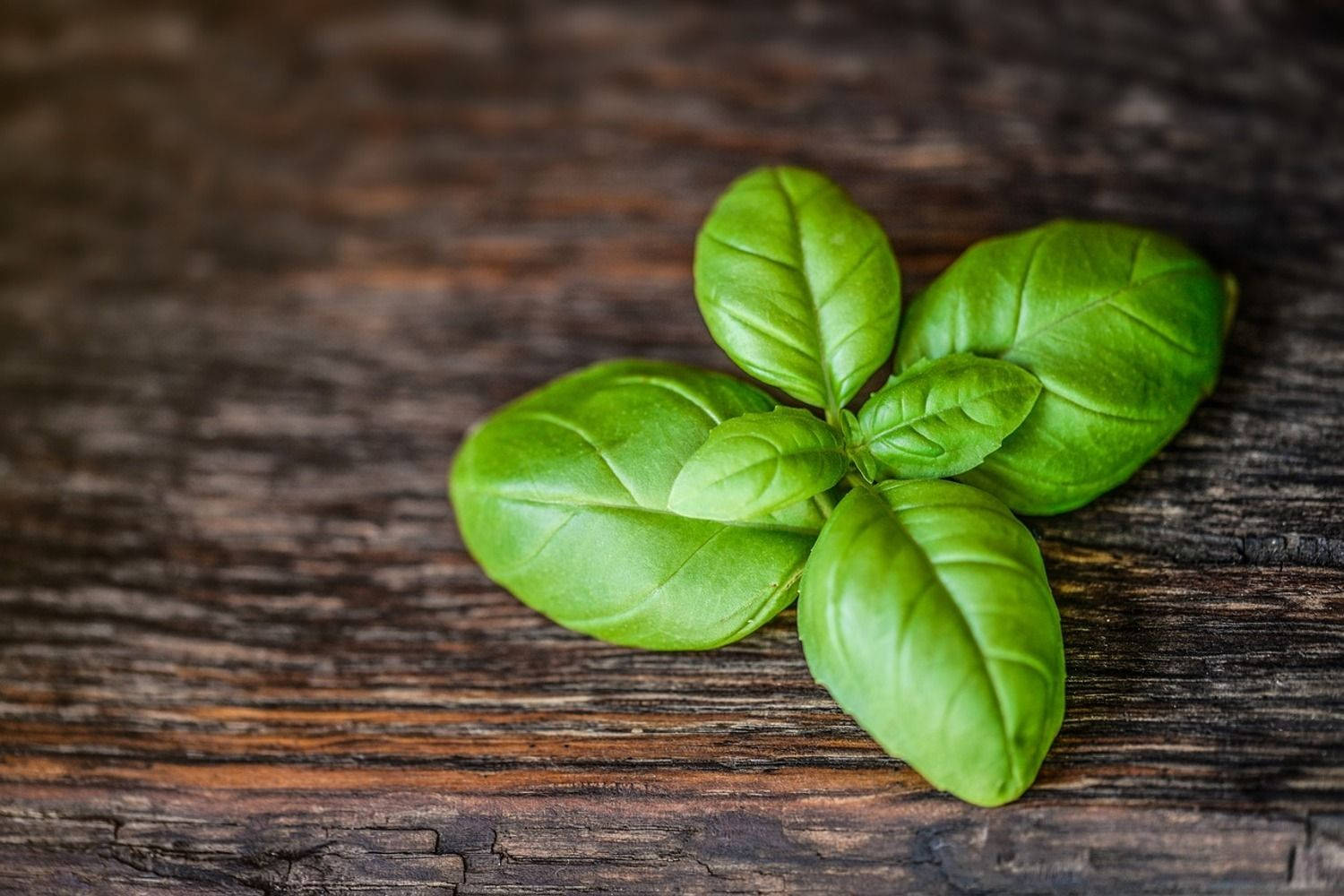 Basil Healing Herb Leaves Still Wallpaper