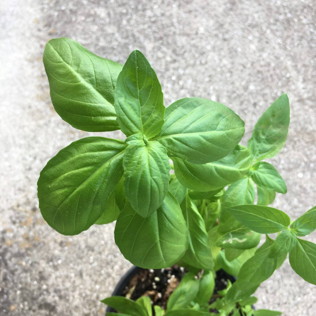 Basil Herb Plant Top View Angle Wallpaper