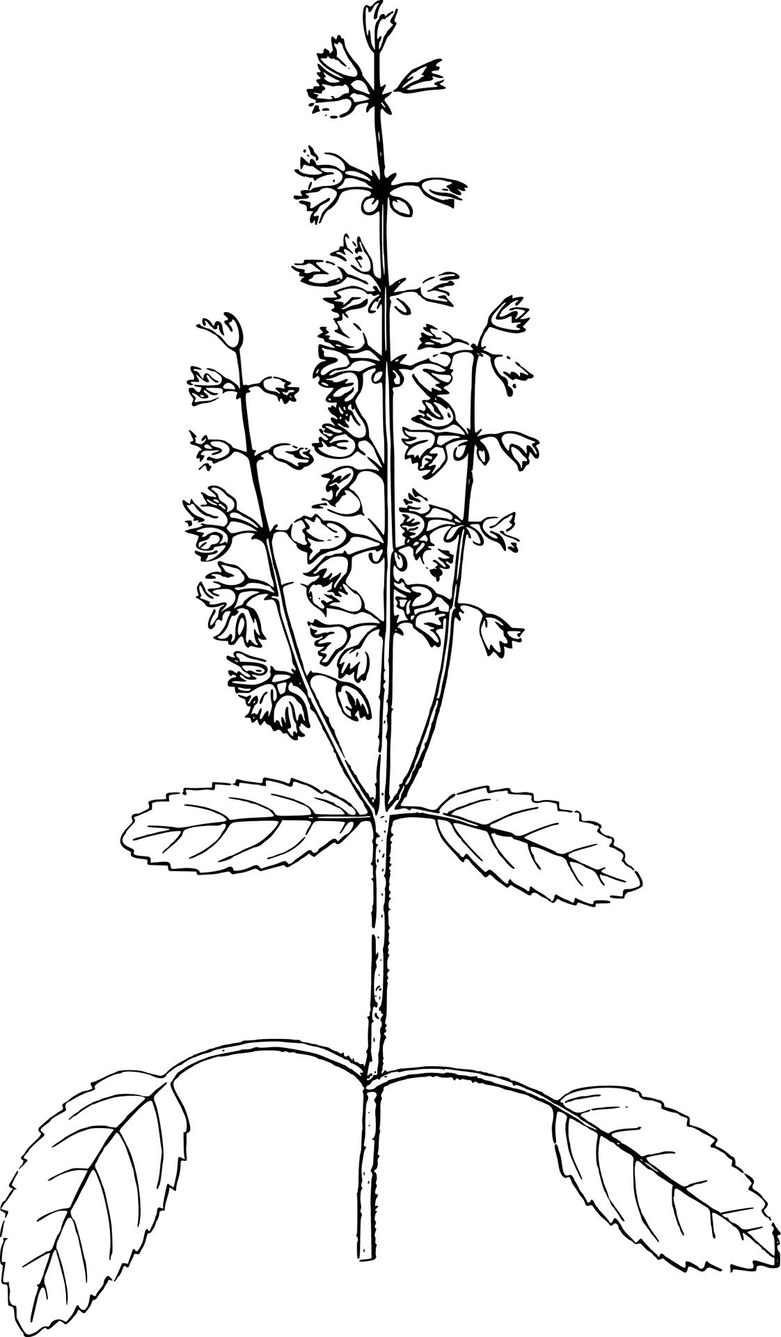 Basil Plant Illustration PNG
