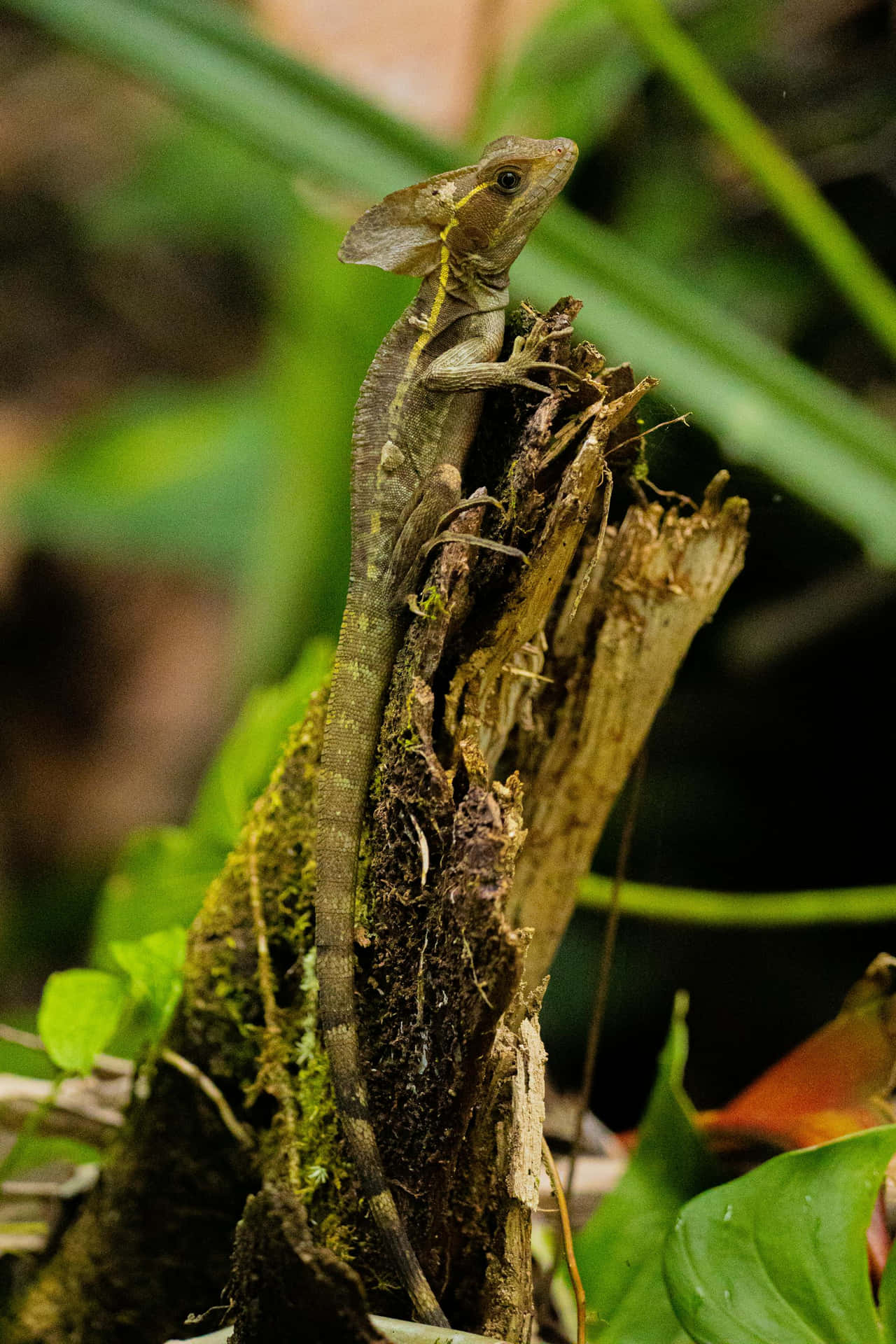 Basilisk Lizard On Tree Stump Wallpaper