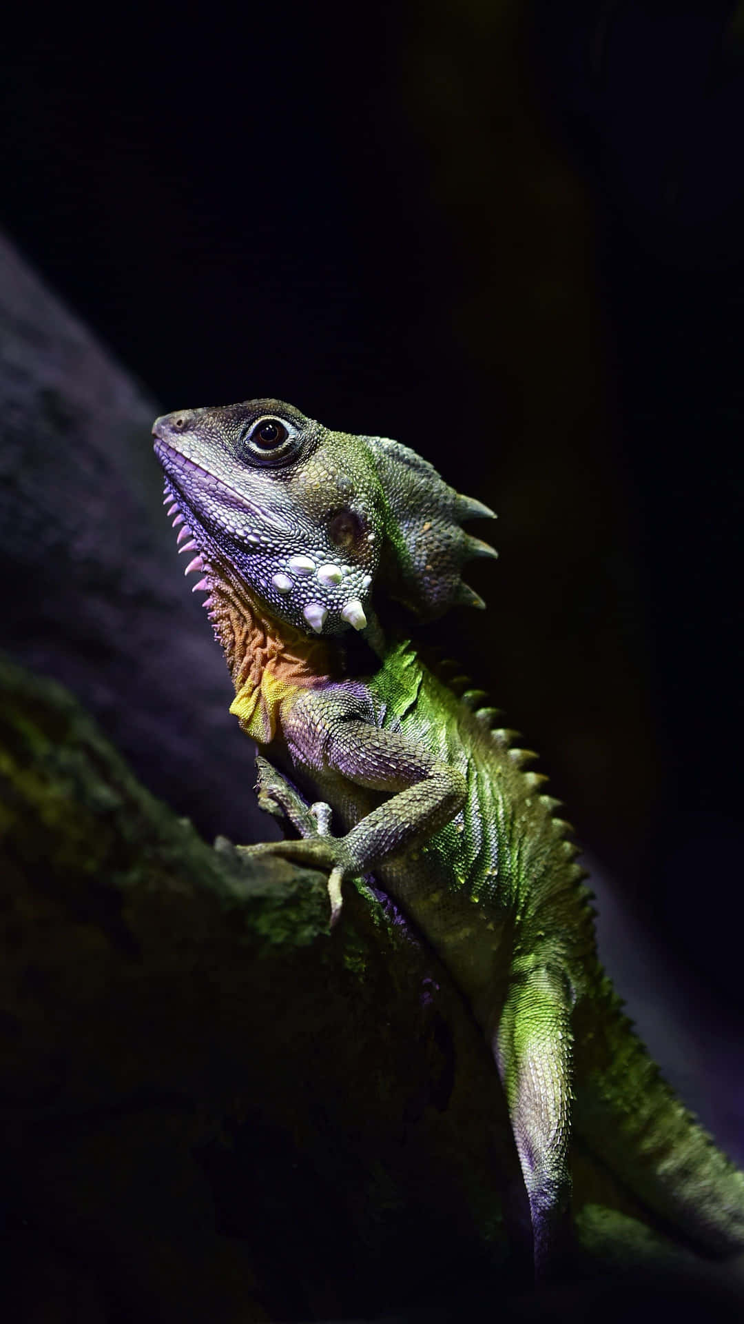 Basilisk Hagedis Posing Verticaal.jpg Achtergrond