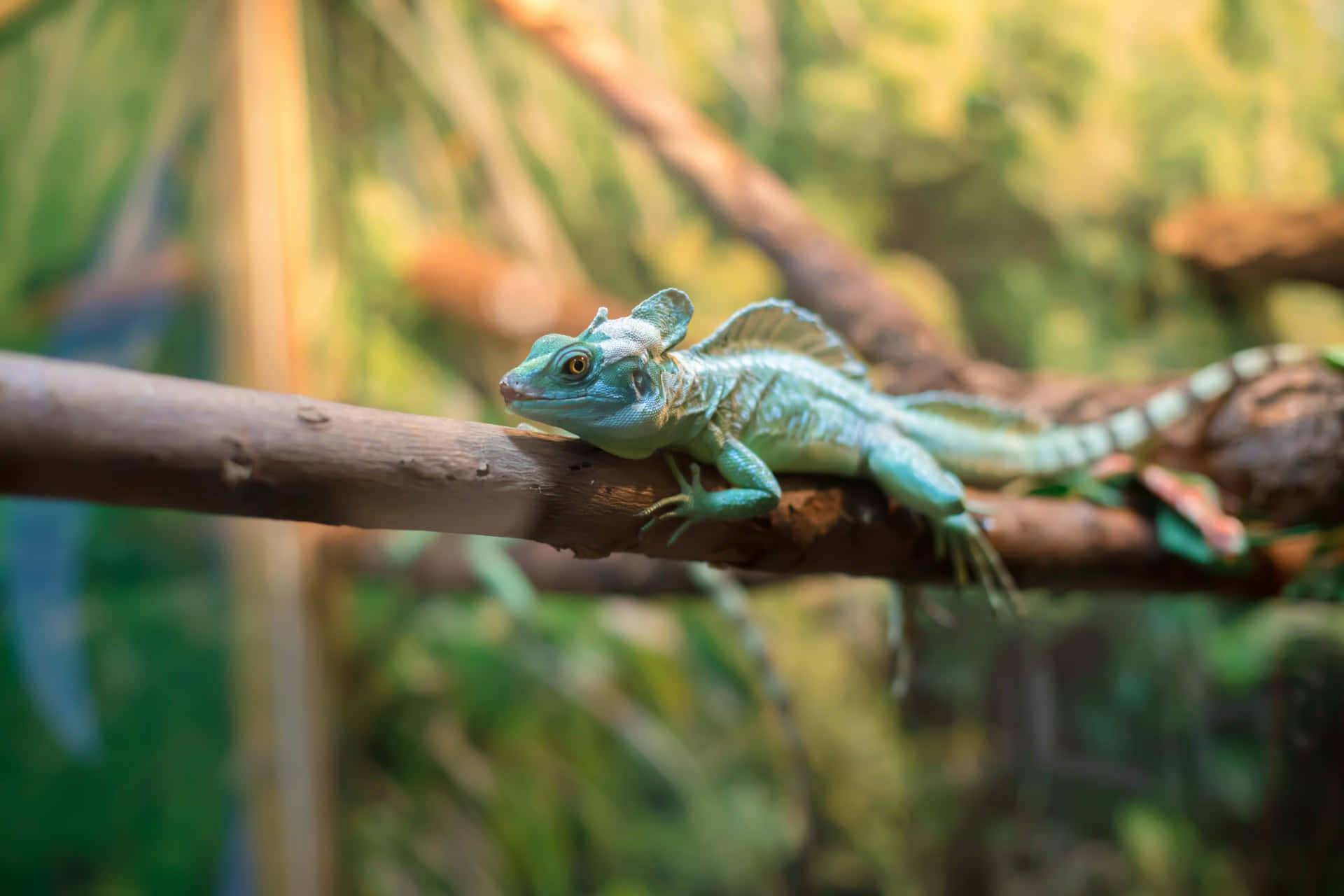 Basilisk Hagedis Rustend Op Tak Achtergrond